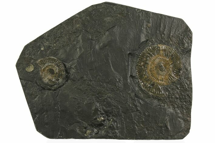 Dactylioceras Ammonite Cluster - Posidonia Shale, Germany #180329